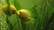 TheLAShop: Valentine's Day Fish Tank Decorations