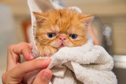 TheLAShop: Homemade Pet Flea Bath