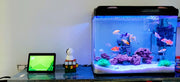 How to Decorate a Fish Tank With Household Items