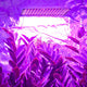 TheLAShop 225 Ultrathin Blue Red Lamp LED Plant Grow Light Panel Image