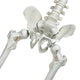 TheLAShop 5.4ft Halloween Decoration Twin Conjoined Skeleton Two Headed Image