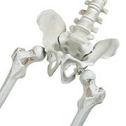 TheLAShop 5.4ft Skeleton with Cowboy Costumes Halloween Props Image